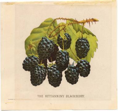 Color Lithograph - Blackberries