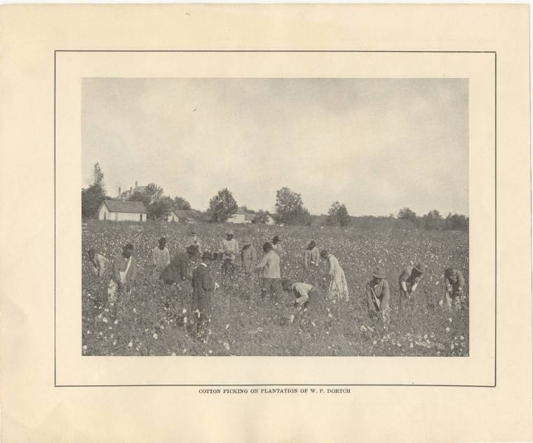 print - picking cotton on Dortch Plantation