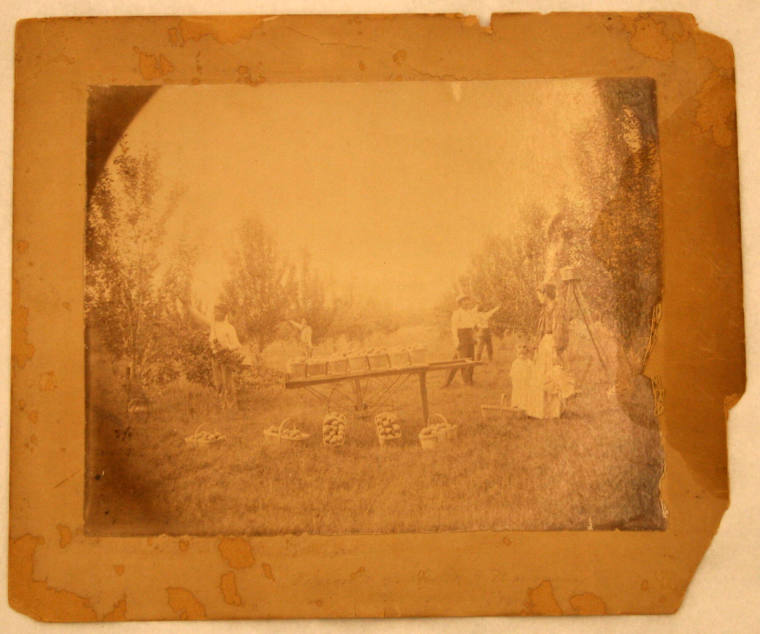 photo of Vivion's Orchard and Nursery, Lonoke