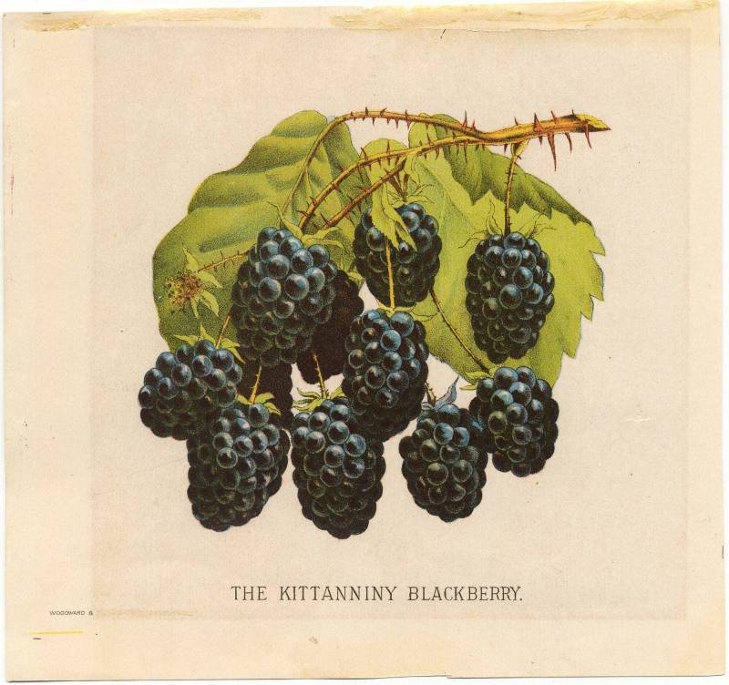 Color Lithograph - Blackberries