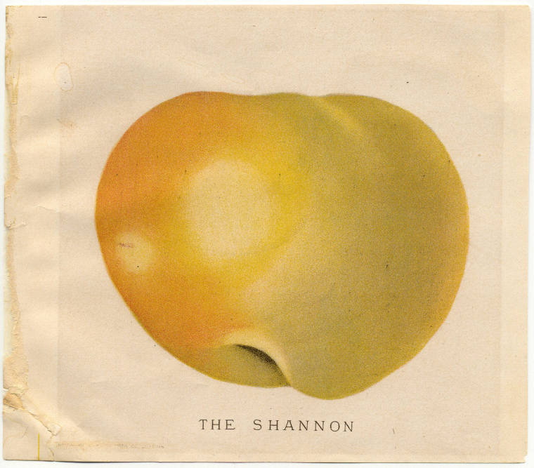 Color Lithograph - The Shannon Apple