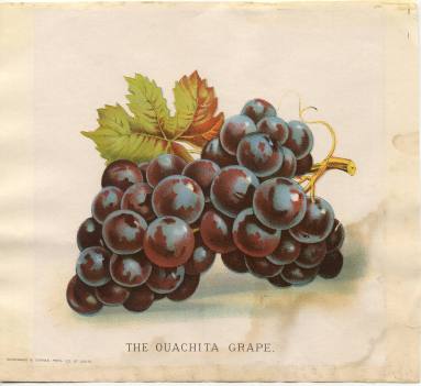 Colored Lithograph - The Ouachita Grape