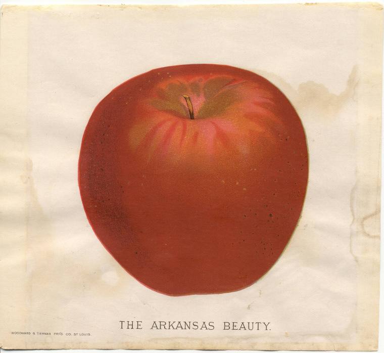 Colored Lithograph - The Arkansas Beauty Apple