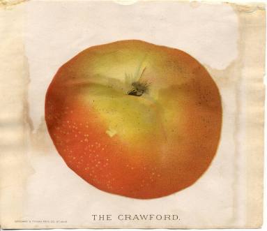 Colored Lithograph - The Crawford Apple