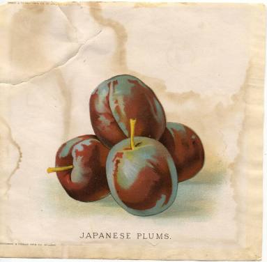 Colored Lithograph - Japanese Plums