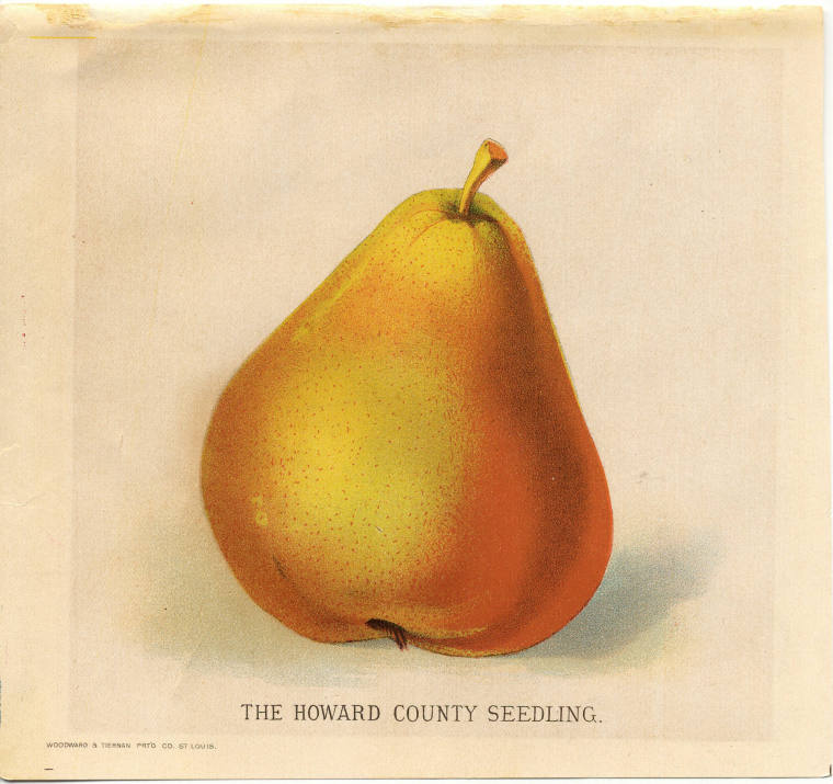 Colored Lithograph - The Howard Co. Seedling Pear