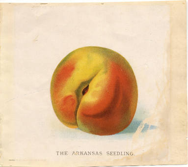 Colored Lithograph - The Arkansas Seedling Peach