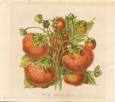 Colored Lithograph -The Mineola Strawberry