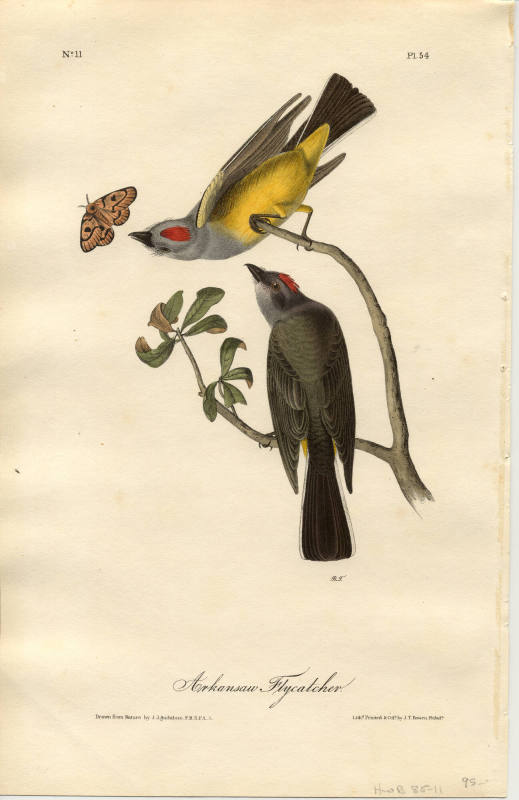 Colored Lithograph - The Arkansas Flycatcher