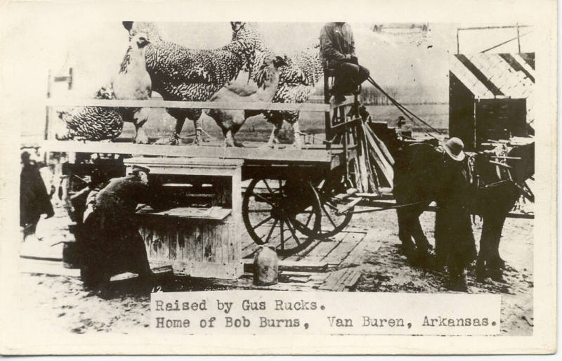 postcard - chickens at Bob Burns home