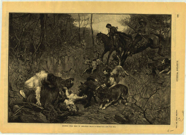 Print, Wood Engraved - "Hunting Wild Hogs in Arkansas"