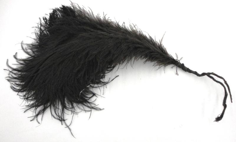 Ostrich Feather