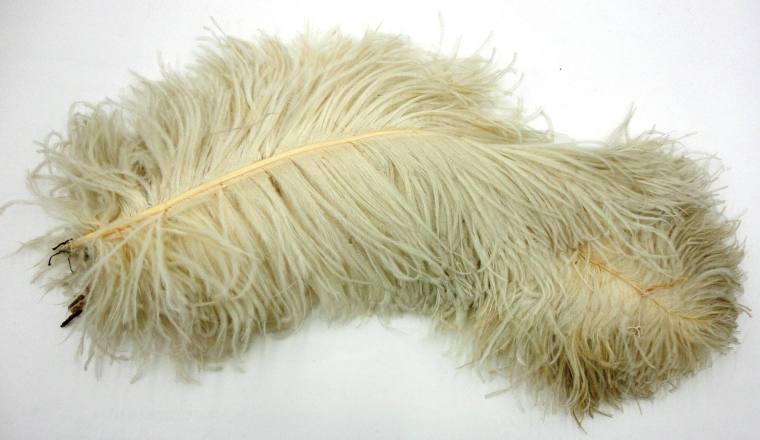 Ostrich Feather