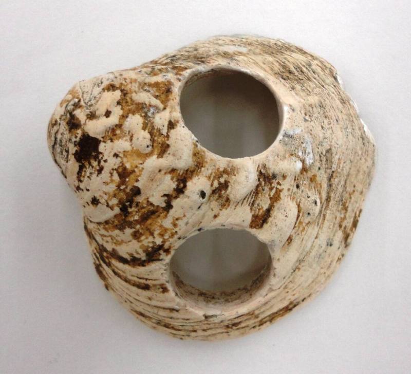 Shell, White River Button Industry