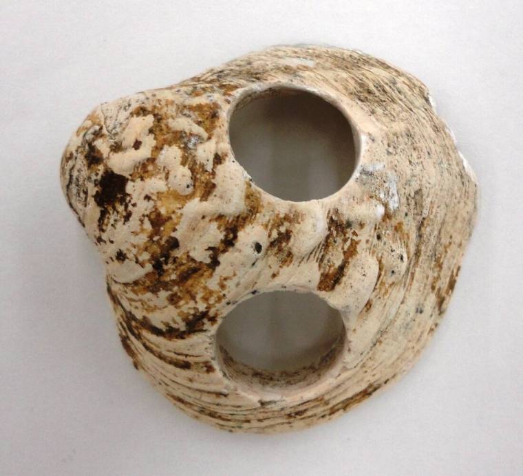 Shell, White River Button Industry