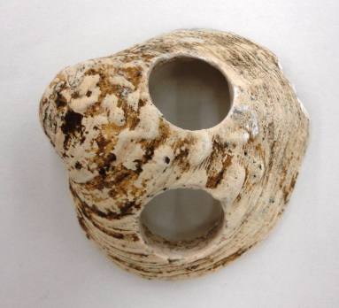 Shell, White River Button Industry