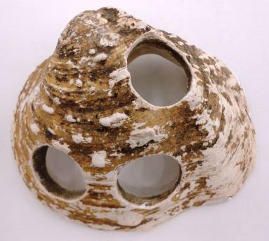 Shell, White River Button Industry