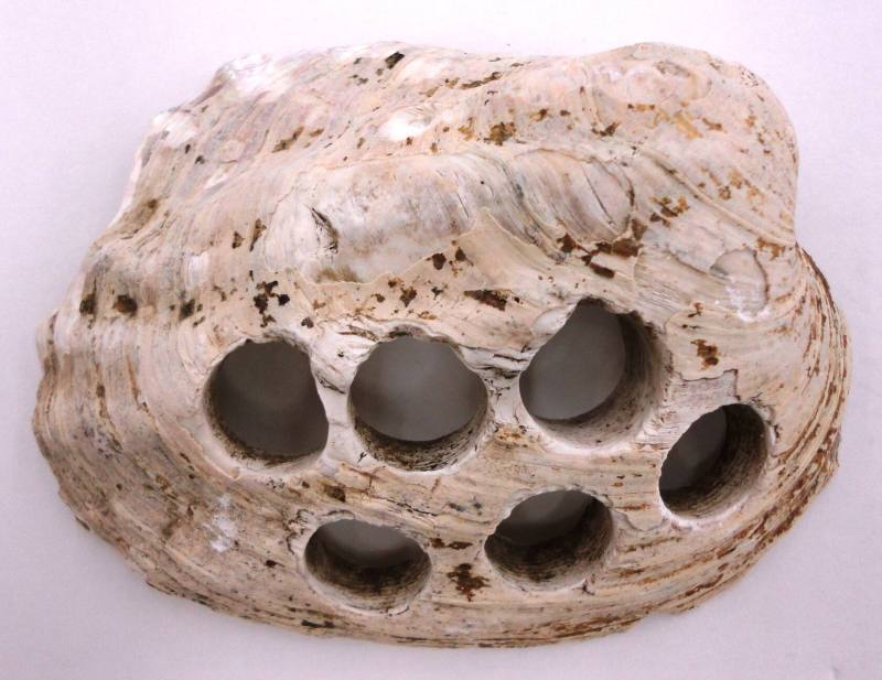 Shell, White River Button Industry