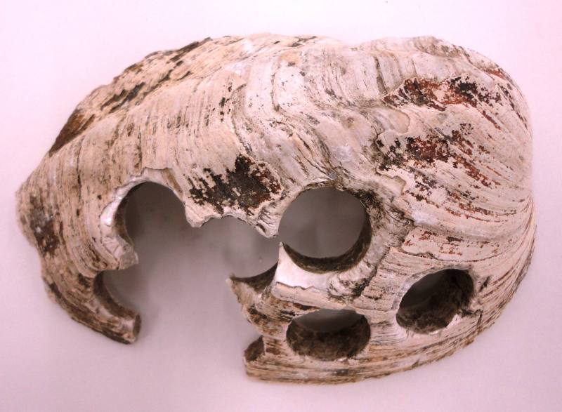 Shell, White River Button Industry