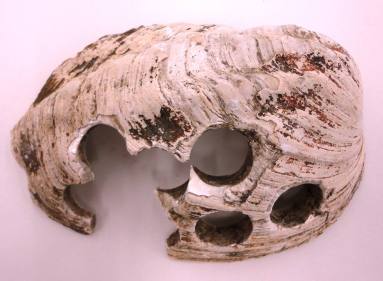 Shell, White River Button Industry