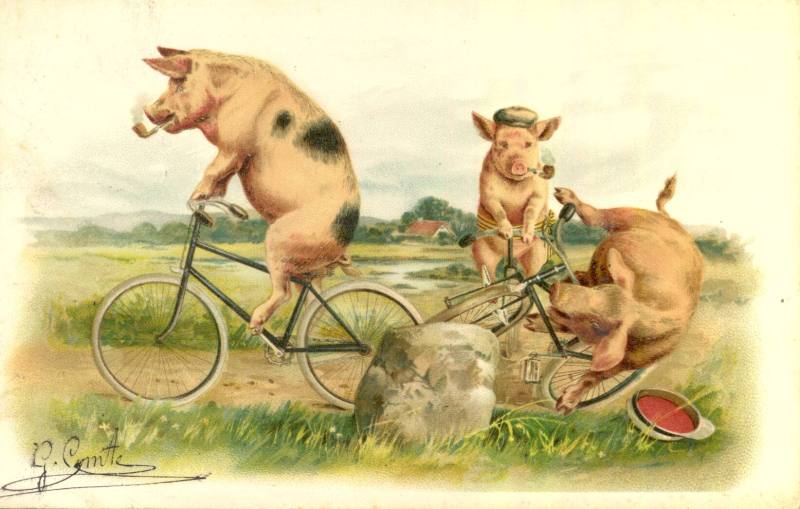 Postcard, Pigs on Bicycles