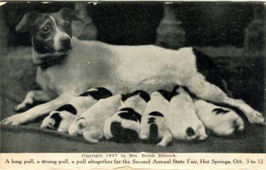 Postcard, Arkansas State Fair