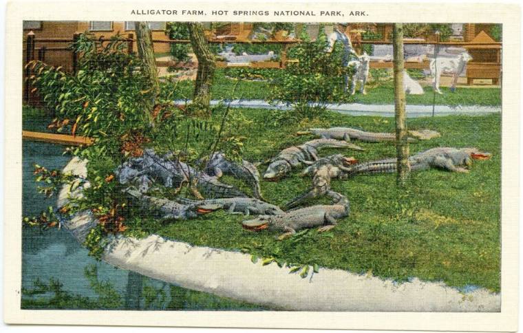 AR Postcard - Hot Springs alligator farm