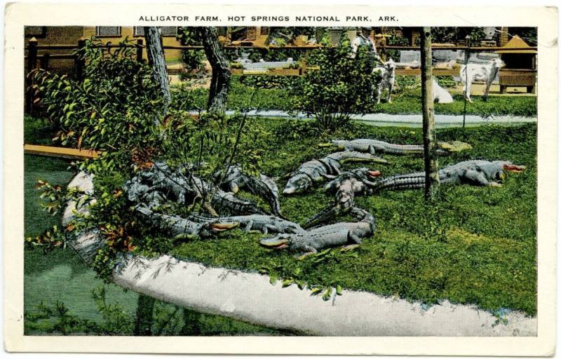 AR Postcard - Hot Springs alligator farm