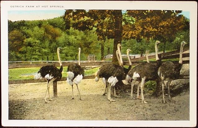 AR Postcard - Hot Springs ostrich farm