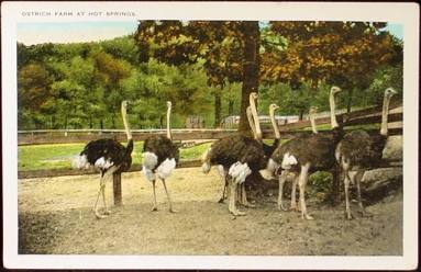 AR Postcard - Hot Springs ostrich farm