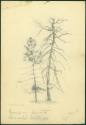 Pencil Sketches by Elizabeth L. Broach of Fordyce, AR.