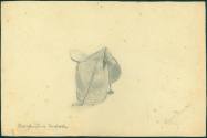 Pencil Sketches by Elizabeth L. Broach of Fordyce, AR.